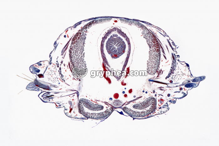 Néréis CT x5 - gryphea.com